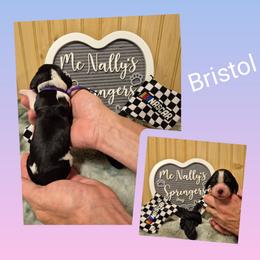 Bristol - Black and white female English Springer Spaniel puppy in Freeland, Michigan from McNally's Springer Spaniels