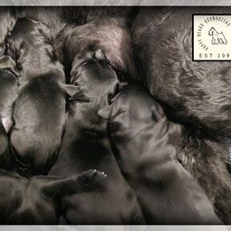 Milan Imported Russian Champion Lines - Black male Giant Schnauzer puppy in Saratoga Springs, Utah from Happy Beard Schnauzers