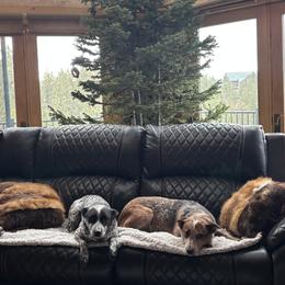 Australian Cattle Dogs from Three Finger Farms