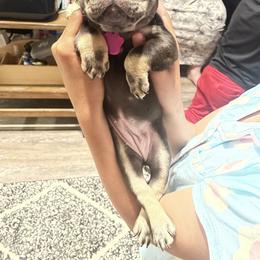 French Bulldog Puppies from Elkins Kennel