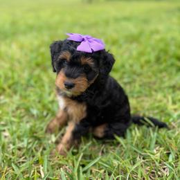 Summer - Tri-color female Bernedoodle puppy in Loxahatchee, Florida from SR. Doodle pupps