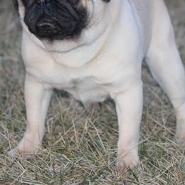 Zeke - Pug