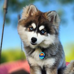 Griffin - Pomsky