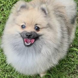 Pomeranians from Cindys Diva Pomeranians