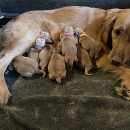 Golden Retriever Puppies from Star City Goldens
