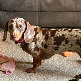 Delilah - Dachshund