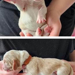 Brown - Lemon and white male Basset Hound puppy in Highland, Michigan from Dream Hounds of Michigan