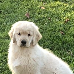 Golden Retriever and Labrador Retriever Puppies from Emerald Knoll