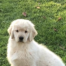Golden Retriever and Labrador Retriever Puppies from Emerald Knoll