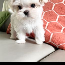 "SOLD- Past Puppy " Maltese and Yorkshire Terrier Puppies from Precious Paws Maltese and Yorkies