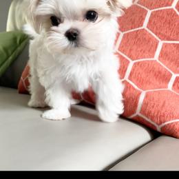 "SOLD- Past Puppy " Maltese and Yorkshire Terrier Puppies from Precious Paws Maltese and Yorkies