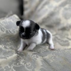 Girl 1 - female Mi-Ki puppy in Prospect Heights, Illinois from Metro Mi-kis