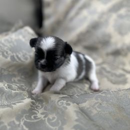 Girl 1 - female Mi-Ki puppy in Prospect Heights, Illinois from Metro Mi-kis