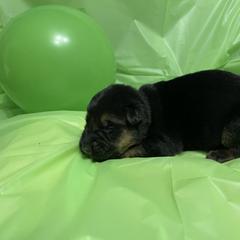German Shepherd Puppies from Palmetto German Shepherds