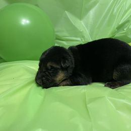German Shepherd Puppies from Palmetto German Shepherds