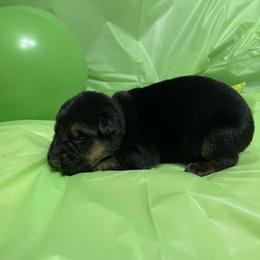 German Shepherd Puppies from Palmetto German Shepherds