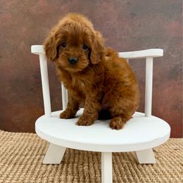 Waylon - Red male Cockapoo puppy in Beresford, South Dakota from DAKOTA DOOD RANCH