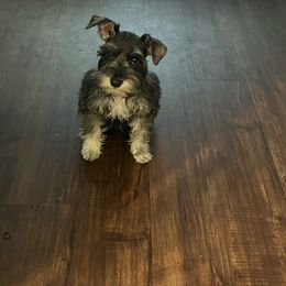 Xena - Salt and pepper Miniature Schnauzer puppy in Dallas, Texas from Sugarbaby Kennel