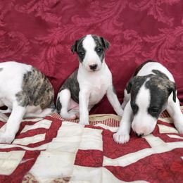 Whippet Puppies from Cheshire Whippets