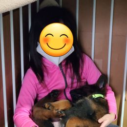 German Shepherd Puppies from vom Wenner Haus