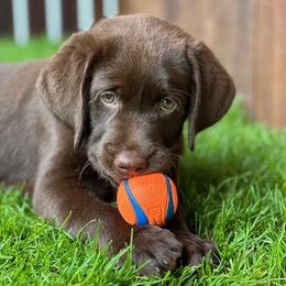 Boy 3 - Chocolate Labrador Retriever puppy in Hutto, Texas from Texas Bluebonnet Labs