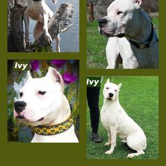 Diana - White female Dogo Argentino puppy in San Diego, California from Debonair Dogos