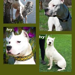 Diana - White female Dogo Argentino puppy in San Diego, California from Debonair Dogos