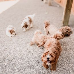 Cavapoo, Cavapoochon, and Companion Cross Puppies from Habibi Bears