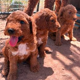 Poodle puppies from Wellington Poodles