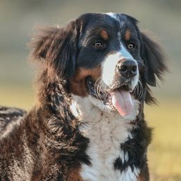 Bernese Mountain Dogs from Smith Farms and Kennels