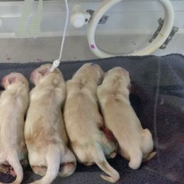 Golden Retriever Puppies from SUN-GOLDEN KENNELS