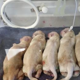 Golden Retriever Puppies from SUN-GOLDEN KENNELS