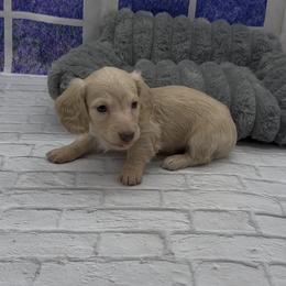 Isabella Based Cream Longhair Male - Cream male Dachshund puppy in Killeen, Texas from Southern Dachshunds