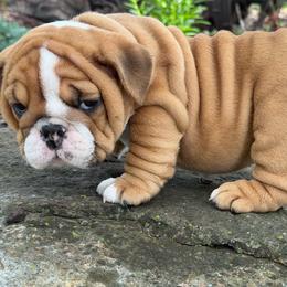 Hami - Fawn and white female Bulldog puppy in Bradleyville, Missouri from HurstBulldogs