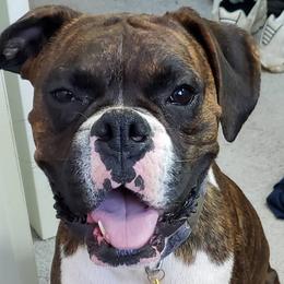 Branch - Boxer