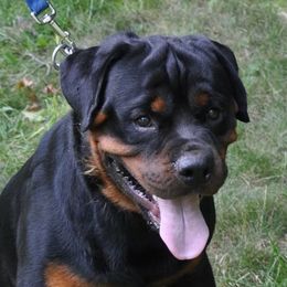 Boerboels and Rottweilers from Schwarzbachtal