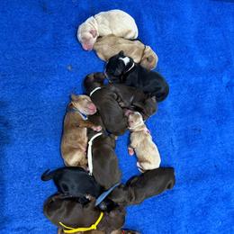 Australian Labradoodle Puppies from Golden Corner Labradoodles, LLC