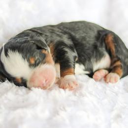 Scottie - female Australian Mountain Doodle puppy in Crete, Nebraska from Doodles & Co