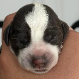 Boy 5 - male German Wirehaired Pointer puppy in Muncie, Indiana from Altitude Kennel