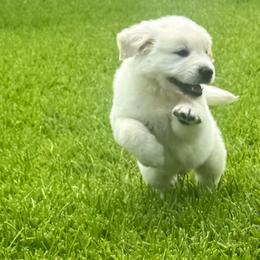Mr. Black - Light golden male Golden Retriever puppy in Denison, Texas from Blair Family Goldens