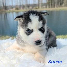 Storm - Black and white male Siberian Husky puppy in Hebron, Kentucky from Glacier Run Huskies