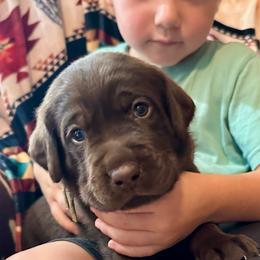 Cadbury (yellow collar) - Chocolate male Labrador Retriever puppy in Bandera, Texas from The Sugar & Spice Ranch Labrador Retrievers