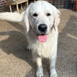 Remington - Golden Retriever