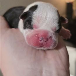 Pink - Black and white female Boston Terrier puppy in Clinton Township, Michigan from Greenberg's Boston Terriers & Bullies of Metro Detroit