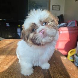 Ariel - Tricolor female Shih Tzu puppy in Stroudsburg, Pennsylvania from Puppyville Pa Shih Tzu & frenchies