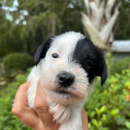 Toby - Parti male Miniature Schnauzer puppy in Summerfield, Florida from M & M Schnauzers