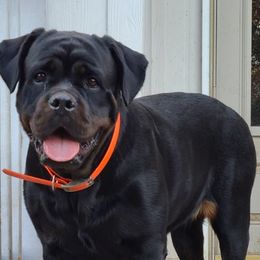 Rottweilers from Callie's Rottweilers