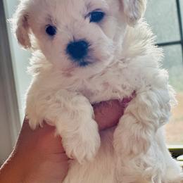 Bichon Female - White female Bichon Frise puppy in Boydton, Virginia from Fox Tribe K9