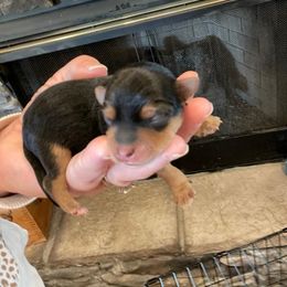 Yorkshire Terrier Puppies from Leamarr Farms Yorkies