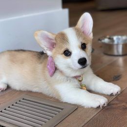 Pembroke Welsh Corgi Puppies from Cattal Corgis